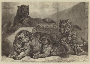 Luipaarden en tijgerin onlangs toegevoegd aan de collectie van de Zoological Society, Regent